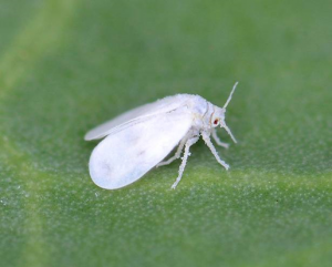 Multiple horizontal acquisitions of plant genes in the whitefly Bemisia tabaci 