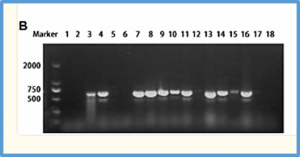 Molecular evolution of the Pi-d2 gene conferring resistance to rice blast in Oryza