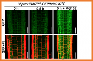 HISTONE DEACETYLASE 9 transduces heat signal in plant cells