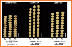 Natural allelic variation of GmST05 controlling seed size and quality in soybean