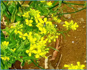 Multi-omics analysis reveals the mechanism of seed coat color formation in Brassica rapa L.
