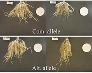 Root Pulling Force Across Drought in Maize Reveals Genotype by Environment Interactions and Candidate Genes