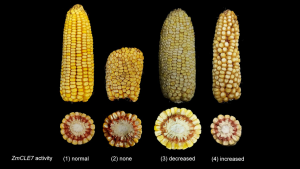 Optimized prime editing efficiently generates heritable mutations in maize