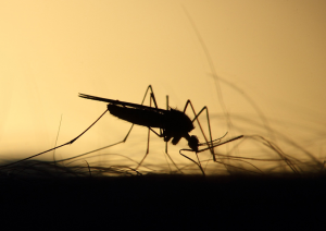 Gene Drive Mosquitoes Hold Promise to Reduce Malaria Transmission