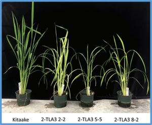Photosynthesis in rice is increased by CRISPR/Cas9-mediated transformation of two truncated light-harvesting antenna