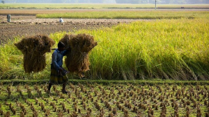 50 years of rice breeding in Bangladesh: Genetic yield trends