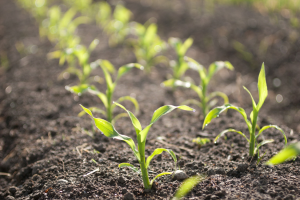 China Expected to Commence GM Corn Planting