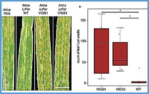 Toward combining qualitative race-specific and quantitative race-nonspecific disease resistance by genomic selection