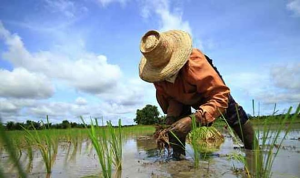 International Fund for Agricultural Development (IFAD) Spotlight on Family Farming