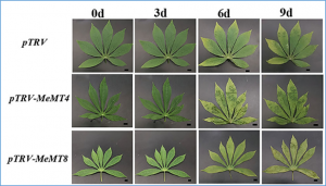 Genome-wide analysis of the metallothionein gene family in cassava reveals its role in response to physiological stress through the regulation of reactive oxygen species