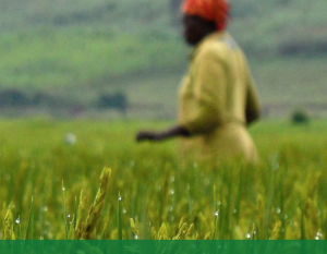 IRRI and AfricaRice team awarded prestigious Milken-Motsepe Prize for rice varieties that can survive floods