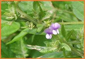 Major genetic locus with pleiotropism determined seed-related traits in cultivated and wild soybeans