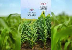 APHIS Issues Review for Bayer`s Short-Stature Corn