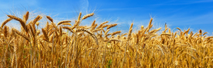 Transforming Ethiopia`s Agriculture Through Agronomy Innovation: The Landscape Segmented Fertilizer Advisory