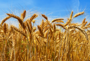 Transforming Ethiopia`s Agriculture Through Agronomy Innovation: The Landscape Segmented Fertilizer Advisory