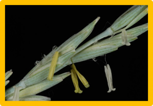 Chromosome-specific painting in Thinopyrum species using bulked oligonucleotides