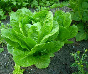 Accumulation Of Colicin M Protein and Its Biological Activity in Transgenic Lettuce and Mizuna Plants