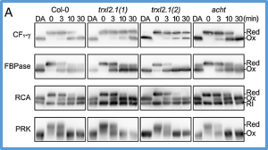 Oxidative regulation of chloroplast enzymes by thioredoxin and thioredoxin-like proteins in Arabidopsis thaliana