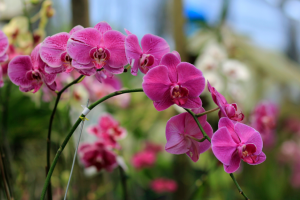 GM Orchids Exhibit Water-efficient Photosynthesis