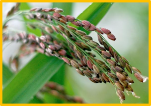 Genome editing enables defense-yield balance in rice