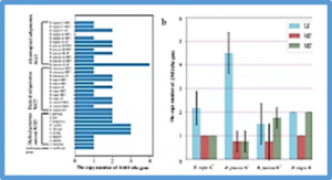 A complex locus regulates highly lobed-leaf formation in Brassica juncea