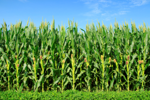 Gene Editing Improves Flowering Time and Salt Tolerance of Maize