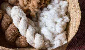 Researchers Pinpoint Key Gene for Cotton Yield and Fiber Quality
