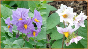 Multivariate Analysis Compares and Evaluates Heat Tolerance of Potato Germplasm