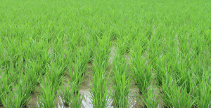 Disease Resistant Gene-edited Rice Offers Hope for Small-scale Farmers in Africa