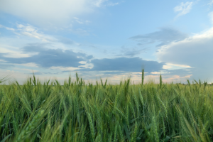 OGTR Receives Application for GM Wheat Field Trial in Australia