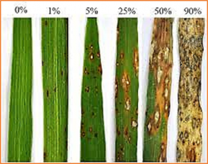 Genome-Wide Association Study Identifies Rice Panicle Blast-Resistant Gene Pb4 Encoding a Wall-Associated Kinase