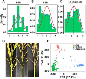 Pangenome-Wide Association Study and Transcriptome Analysis Reveal a Novel QTL and Candidate Genes Controlling both Panicle and Leaf Blast Resistance in Rice