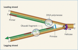 DNA polymerase delta governs parental histone transfer to DNA replication lagging strand