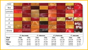 Genetic tapestry of Capsicum fruit colors: a comparative analysis of four cultivated species
