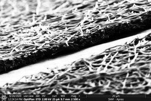 Biomedical Engineers Use Silkworms to Enhance Organ-Like Tissues Grown in the Lab