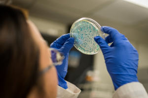 Biotechnology Executive Order Advances Regulation and Acceptance of GE Microbes in the US