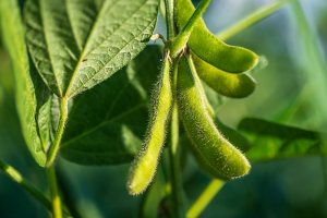 CRISPR Promotes Maturation in Soybeans