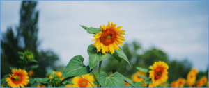 FAO Food Price Index broadly unchanged in July
