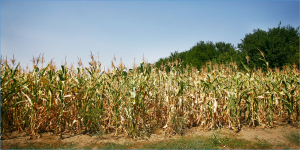 ZmABF4-ZmVIL2/ZmFIP37 module enhances drought tolerance in maize seedlings