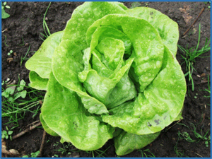 Studies of genetic diversity and genome-wide association for vitamin C content in lettuce (Lactuca sativa L.) using high-throughput SNP arrays