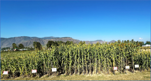 ICRISAT and SKUAST Co-Develop First Cold-Tolerant Sorghum in Jammu and Kashmir, India
