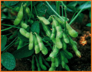 Artificial selection of two antagonistic E3 ubiquitin ligases finetunes soybean photoperiod adaptation and grain yield