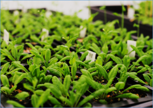 Scientists Reveal Hidden DNA in Plants Play Crucial Role in Photosynthesis