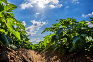 Experts Develop Heatwave-tolerant Potatoes