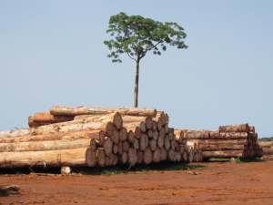Global forest products facts and figures 2023 shows fall in global trade in wood and paper products
