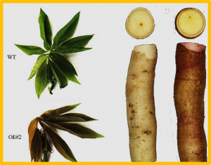 Transcriptomic study of the role of MeFtsZ2-1 in pigment accumulation in cassava leaves