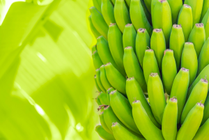 Researchers Identify Gene Controlling Growth and Development in Bananas