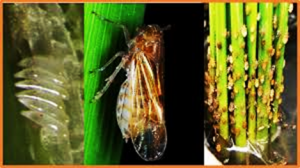 Magnaporthe oryzae infection triggers rice resistance to brown planthopper through the influence of jasmonic acid on the flavonoid biosynthesis pathway