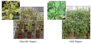 South Korea Develops GM Crops for Future Use