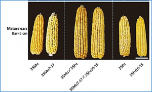 Conversion of a normal maize hybrid into a waxy version using in vivo CRISPR/Cas9 targeted mutation activity